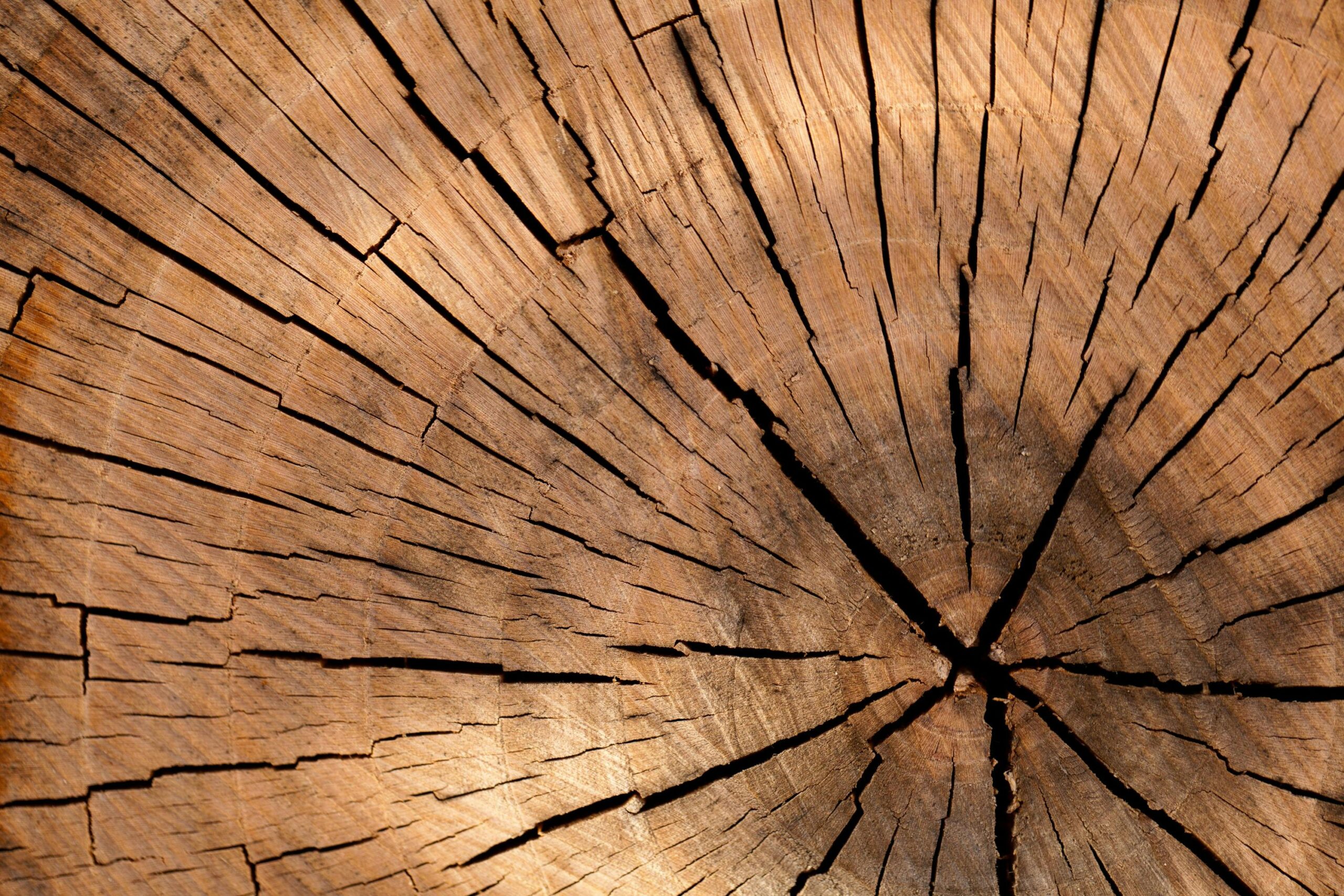 Detailed view of rustic wooden texture, showcasing natural patterns and cracks.