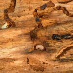 Detailed macro shot of beetles and larvae on wood, showcasing nature's complexity.